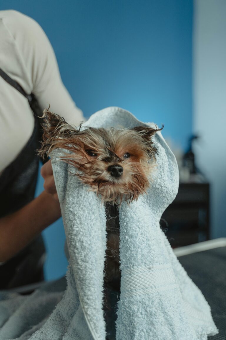 Dog Grooming Tips