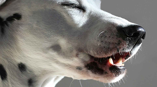 Dog Coughing by MT Puppy Care